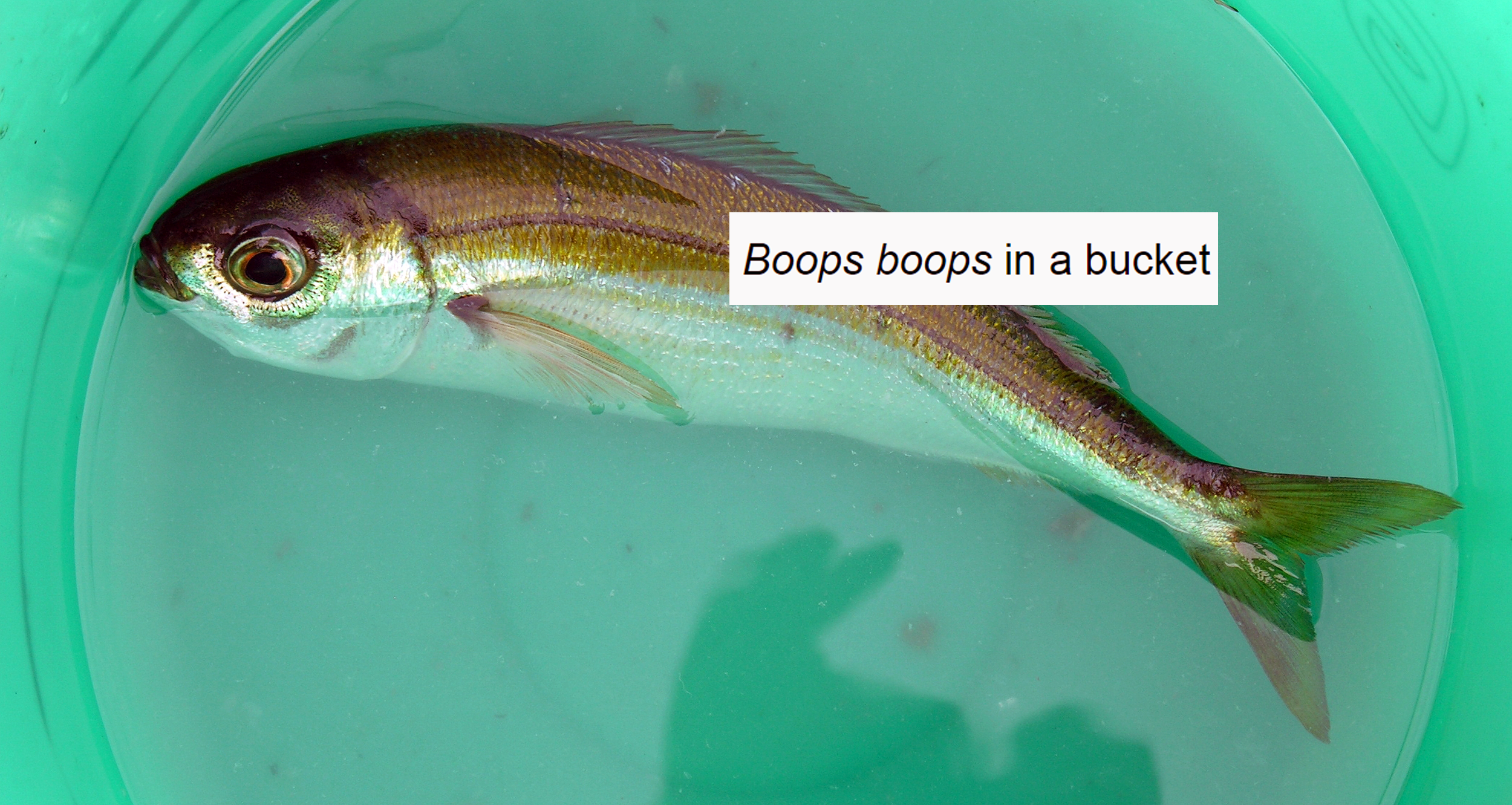 Boops boops in a bucket
